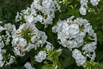 Many buds of white phlox with small flowers against a background of green leaves.