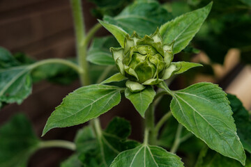 Close-up: a bud of a decorative sunflower that has not yet blossomed, with green leaves, on a flower bed in the garden.