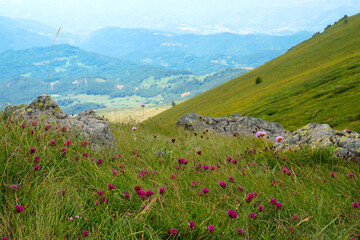Amazing nature view of National park Kopaonik - the most famous ski center of Serbia - on a sunny summer morning