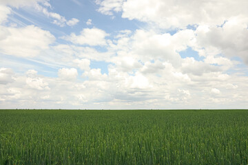 Obraz premium Agricultural field with ripening cereal crop under cloudy sky