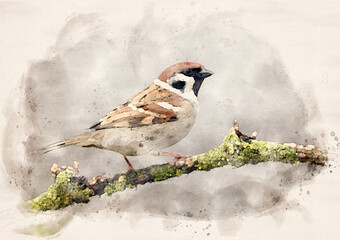 Tree sparrow ( Passer montanus ) waterpaint