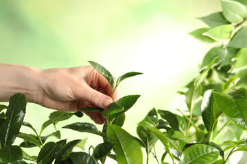 Farmer picking green tea leaves against light background, closeup