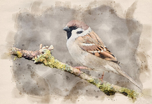 Tree sparrow ( Passer montanus ) waterpaint
