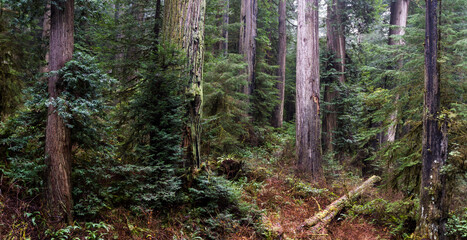 Obraz premium Redwood forest in Oregon