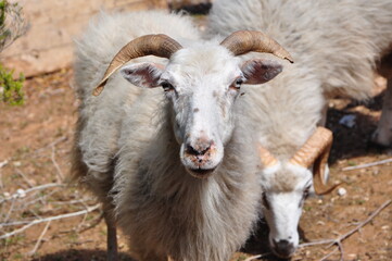 sheep and Aries  in the field 