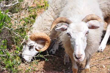 sheep and Aries  in the field eating