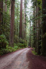 Fototapeta premium Redwood forest in Oregon