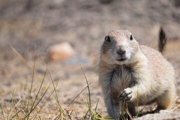 prairie dog in badlands