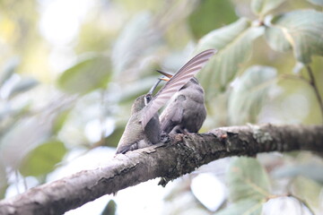 Colibrí en el bosque con su madre(hummingbird in the forest and mother) © Xavy
