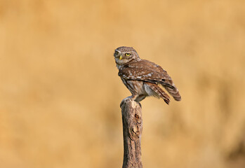 Adult birds and little owl chicks (Athene noctua) are photographed at close range closeup on a blurred background. 