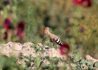 Single and group shots of Amazing Eurasian hoopoe bird (Upupa epops). Birds shot in soft morning...