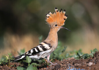 Single and group shots of Amazing Eurasian hoopoe bird (Upupa epops). Birds shot in soft morning light in a natural habitat on a beautiful background.