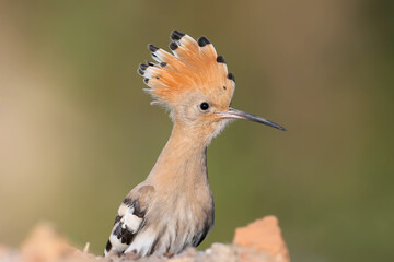 Single and group shots of Amazing Eurasian hoopoe bird (Upupa epops). Birds shot in soft morning light in a natural habitat on a beautiful background.