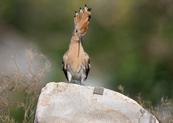 Single and group shots of Amazing Eurasian hoopoe bird (Upupa epops). Birds shot in soft morning...