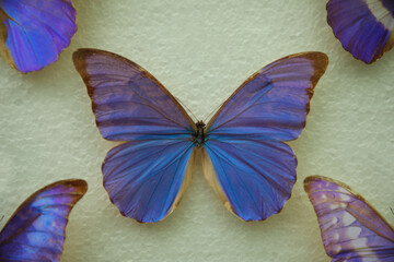 Beautiful Morpho anaxibia butterfly on white background