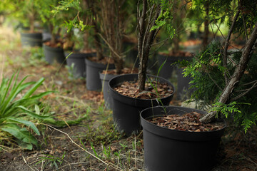 Thuja trees in pots. Planting and gardening