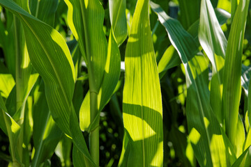 Fototapeta premium Green stalks of corn plant in sunlight. Summer time texture background. Mazowsze, Poland, Europe.