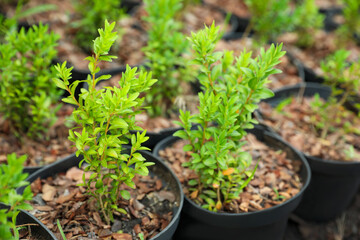 Green tree seedlings in pots, closeup. Planting and gardening