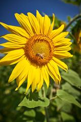 Naklejka premium sunflower on blue background