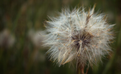 Close up of dandelion plant