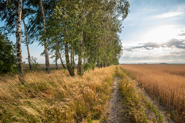Fototapeta premium Birch trees growing near the agricultural field of rye in the countryside with setting sun on the background
