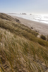 Grassy dunes at Pistol River, Oregon