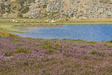 Puebla de Sanabria, Zamora/Spain; Aug. 16, 2013. Lagoon in the Sanabria Lake Natural Park