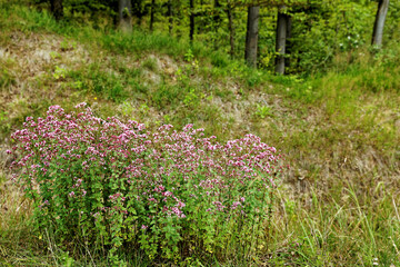 Wild oregano herb (Origanum vulgare) plant growing at forest edge. Herbal medicine, plants in nature environment. Huta-Zlomy, Poland, Europe.