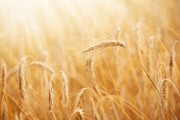 Close-up picture of ripe golden rye in the field against bright sun rays. Concept of rich harvest, bread