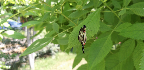 High angle close-up shot of a butterfly relaxing on a green leaf on a bright sunny day.