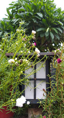 Low angle close-up shot of flowers on the boundary wall of the house and a wall light covered by the leaves.