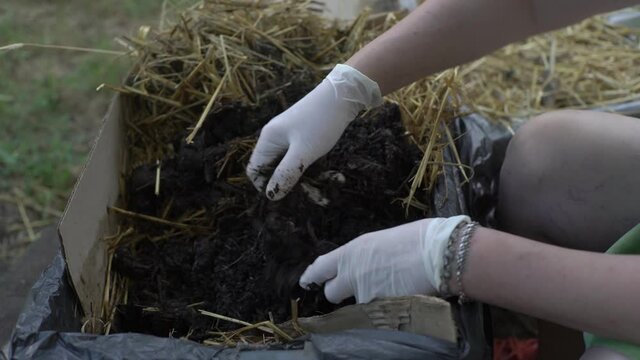 Californian worm breeding, woman wearing rubber gloves picking compost looking for red worms
