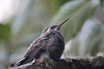 Colibrí en el bosque (hummingbird in the forest) © Xavy