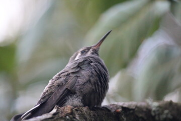 Colibrí en el bosque (hummingbird in the forest)