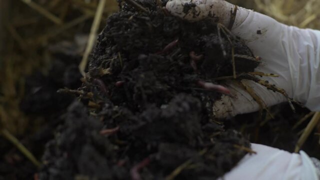 Californian worm breeding, woman wearing rubber gloves picking compost looking for red worms