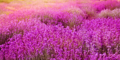 Lavender field on sunny day, banner design