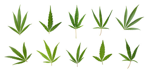 Obraz premium Set of green hemp leaves on white background, banner design