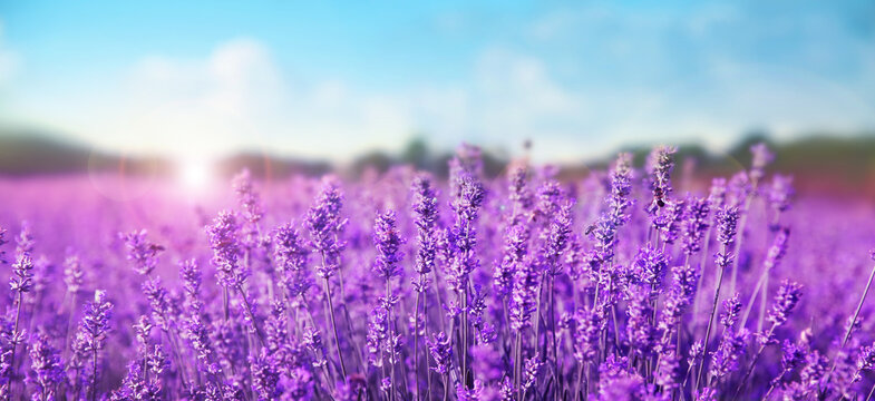 Beautiful lavender field under blue sky, closeup. Banner design © New Africa