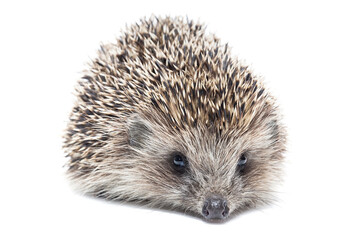 Hedgehog isolate on white background