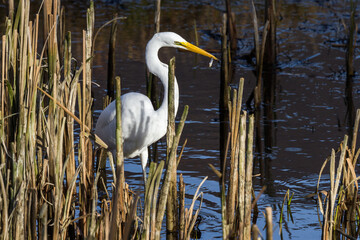 The great egret - Ardea alba