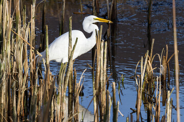 The great egret - Ardea alba