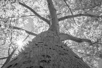 thorns on the trunk of the Chorisia speciosa tree