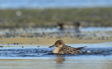 Pintail or Northern Pintail (Anas acuta), Crete