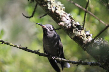 Colibrí en el bosque (hummingbird in the forest)