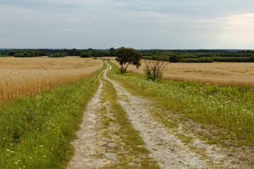 Fototapeta na wymiar Winding dirt road goes downhill between fields of ripe secale cereal, green grass next to. Agricultural summer landscape. Lubaczow, Poland, Europe.