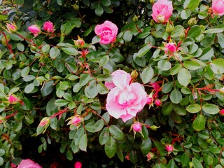 pink rose bush