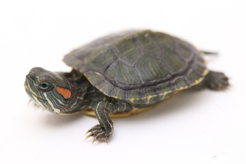 Red-eared Slider turtle (Trachemys scripta elegans) isolated on a white background.
