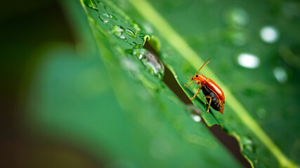The ladybug insect, on the green leaves with droplets.