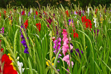 A big field of many gladiolus in different colours in german landscape