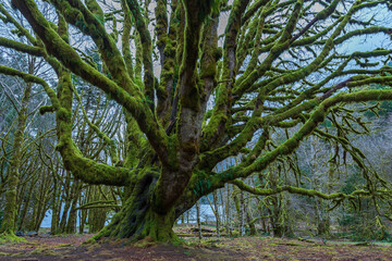 Moss covered tree in the forest